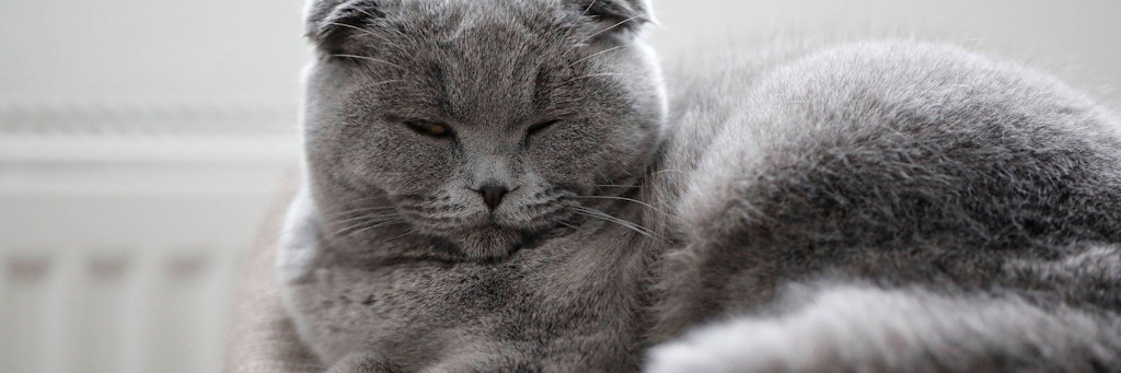Eine Schottische Faltohrkatze hat sich ein kuschliges Plätzchen gesucht. 