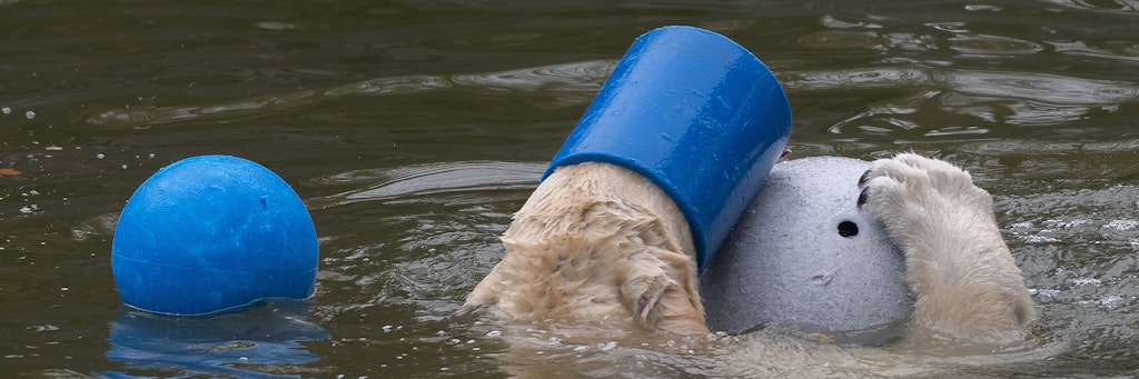 Auch mal kopflos: Was ein zweijähriger Eisbär wohl macht, wenn er den Durchblick verloren hat ...
