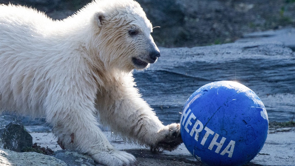 Ganz verspielt: Das war die kleine Hertha noch kein halbes Jahr alt.
