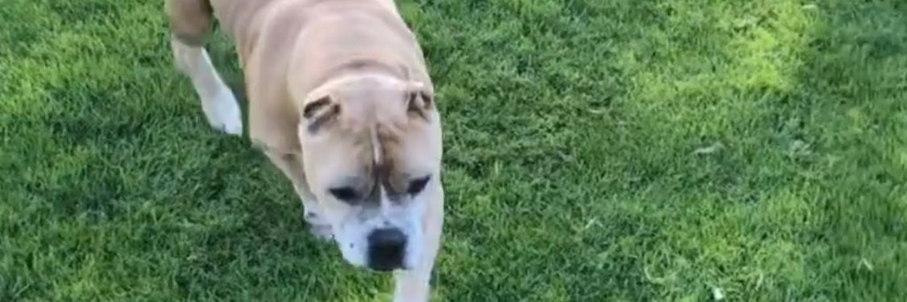 Die „The Big Bang Theory”-Schönheit und ihr Ehemann Karl Cook hatten die Hunde-Oma Petunia erst vor ein paar Monaten aus dem Tierasyl adoptiert.