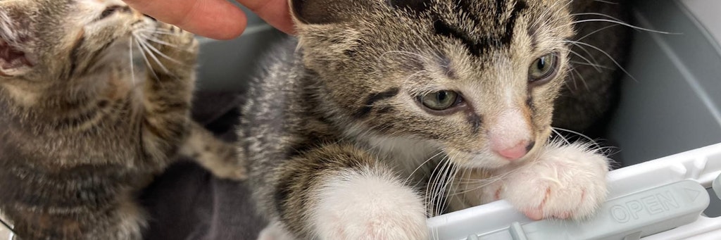 Immer wieder werden Katzen ausgesetzt (Symbolfoto).