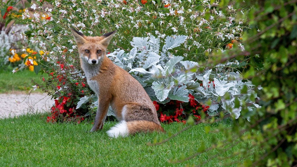 In Parkanlagen sind sogenannte Oktoberfüchse oft anzutreffen. Die etwa sechs Monate alte Tiere sind auf der Suche nach einem eigenen Revier.