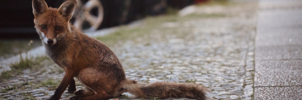 In der Kreuzberger Bergmannstraße wird dieser Fuchs häufig von Anwohnern beobachtet und fotografiert.