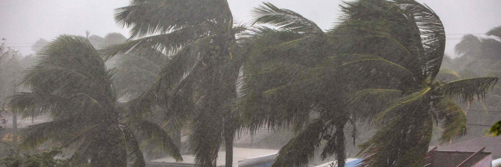 Palmen in Puerto Cabezas wehen unter den starken Winden. 
