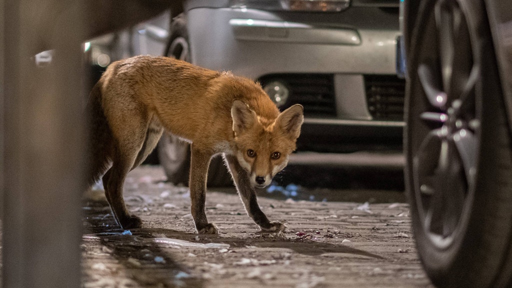 Immer auf der Suche nach Essbarem: Dieser Fuchs erkundet den Gleimtunnel in Prenzlauer Berg nach Abfällen, die er fressen kann.