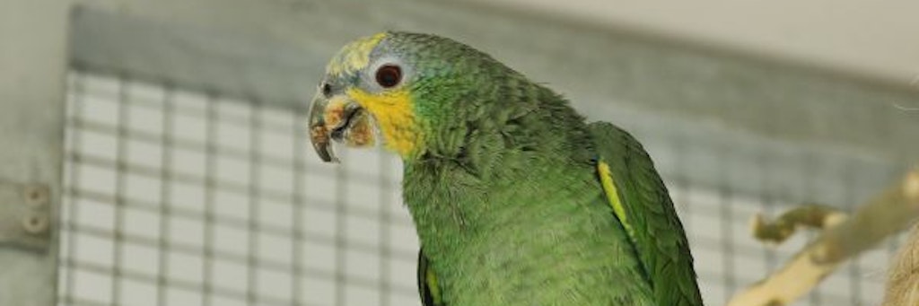 Solch ein Papagei hat in Australien seinem Besitzer das Leben gerettet.