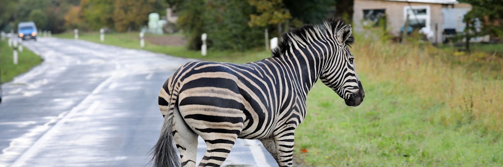  Zebra Pumba rennt über eine Straße. Das Tier war mit einem Artgenossen, der bereits wieder eingefangen werden konnte, aus einem Zirkus in Tessin ausgebrochen. Später wurde das Zebra erschossen. 