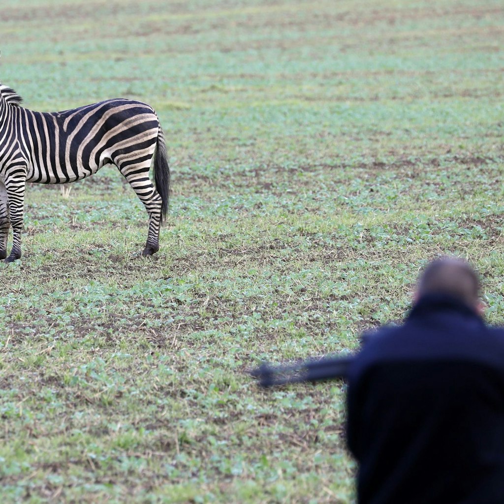 Mecklenburg-Vorpommern, Thelkow: Ein ausgerissenes Zirkus-Zebra steht auf einem Acker, während ein Mann mit einem Betäubungsgewehr versucht sich dem Tier zu nähern.