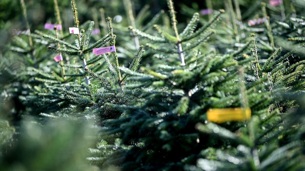 Nordmanntannen sind auf der Weihnachtsbaum Plantage des Werderaner Tannenhofs mit Preiskategorien ausgeschildert. 