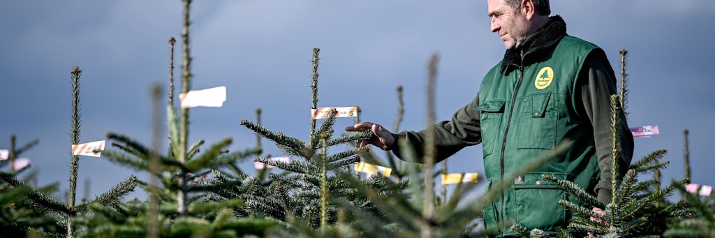 Gerald Mai, Geschäftsführer des Werderaner Tannenhofs, geht durch seine Weihnachtsbaum- Plantage und kontrolliert das Wachstum der Nordmanntannen.