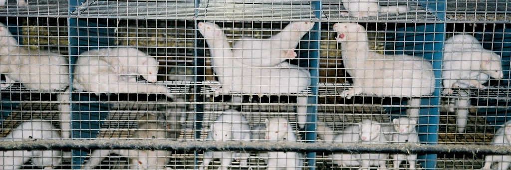 Nerze in Käfigen auf einer Pelztierfarm (Symbolbild).