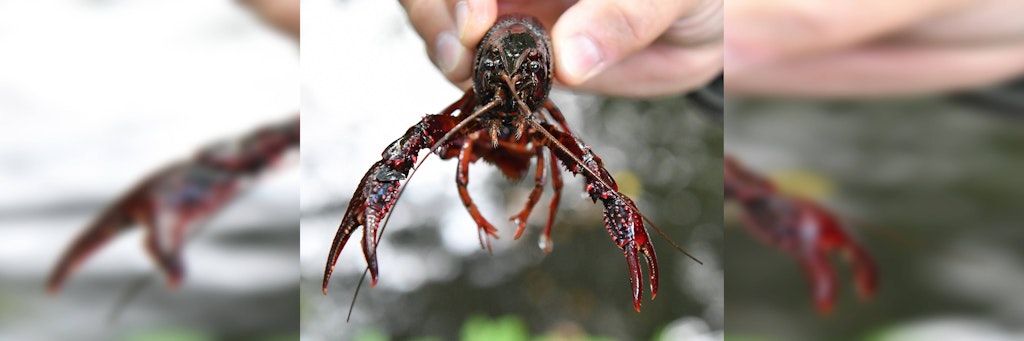 Der Rote Amerikanische Sumpfkrebs gilt als Gefahr für heimische Tierarten.