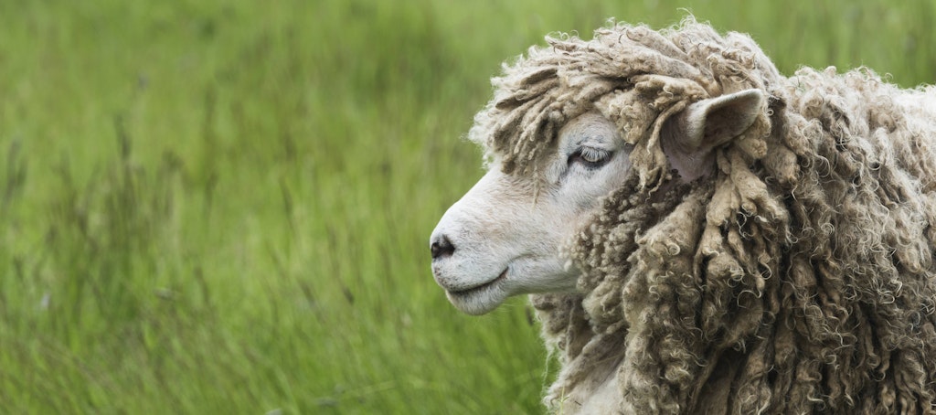 Ein Schaf auf einer Weide (Symbolbild)