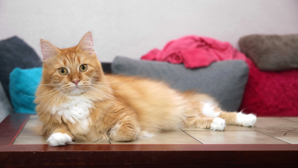 Katze Skylar bleibt allein zurück, sucht in Mallabars Wohnung nach ihrem Spielkameraden.