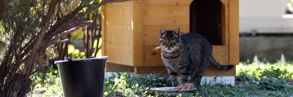 Im Rahmen eines Nachbarschaftsstreits wurde eine Katze verletzt. 