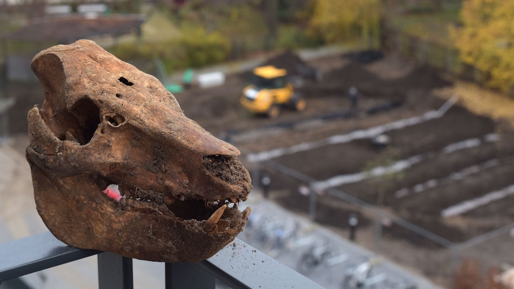 Der zweite Schweineschädel: Fast 100 Jahre lag er in dieser Weißenseer Siedlung unter der Erde.