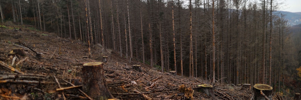 Abgestorbene Fichten hinter einem Hang mit Baumstümpfen von gefällten Fichten. Nach dem dritten Dürrejahr in Folge hat sich der Zustand der Wälder weiter deutlich verschlechtert.
