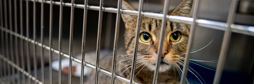 Eine ausgesetzte Katze sitzt in ihrem Käfig im Tierheim. Viele Tierheime verhängen vor Weihnachten nach einem Corona-Jahr mit deutlich erhöhter Nachfrage einen Vermittlungsstopp.