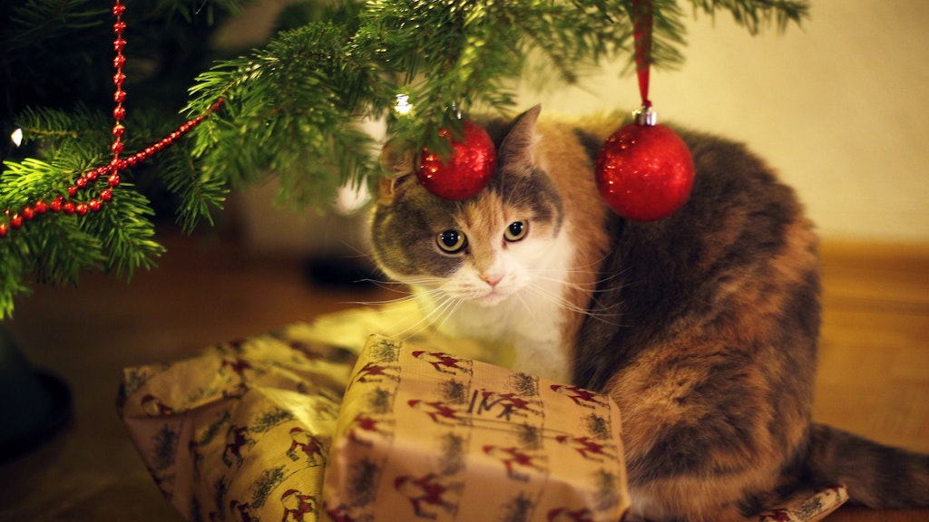Katzenbesitzer sollten zu Weihnachten auf Lametta verzichten. Es kann gefährlich für Darm oder Speiseröhre werden. 