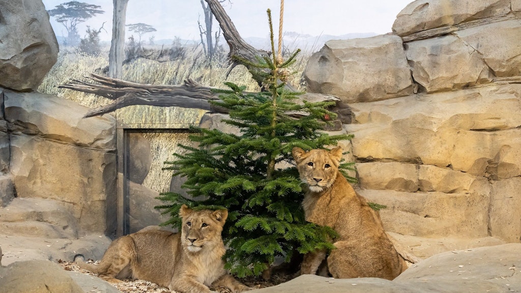 Unter dem Tannenbaum feierten Elsa (li.) und Mateo ihren ersten Geburtstag. Ihre Schwester Hanna traute sich nicht mit aufs Foto.