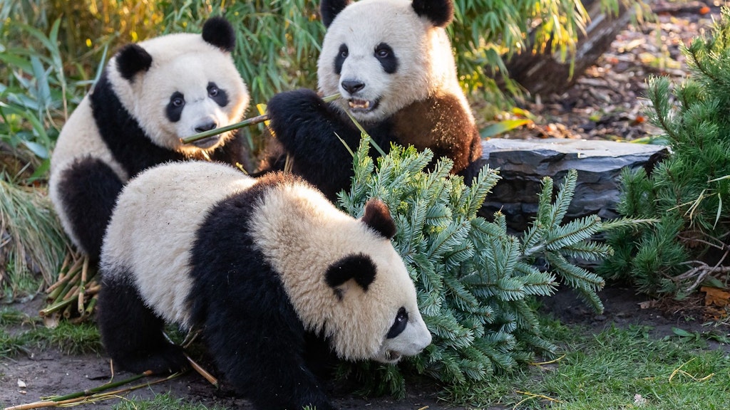 Die Panda-Zwillinge Pit (vorne) und Paule (li.) machten sich mit Mama Meng Meng über den Weihnachtsbaum her. 