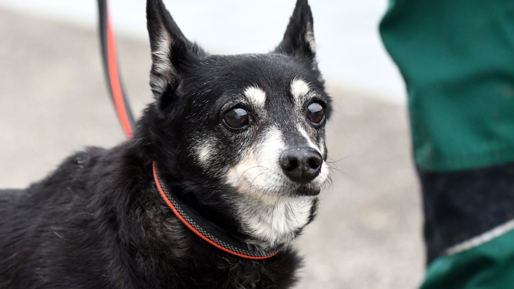 Terrier-Mix Püppi ging womöglich beim Gassigehen verloren.