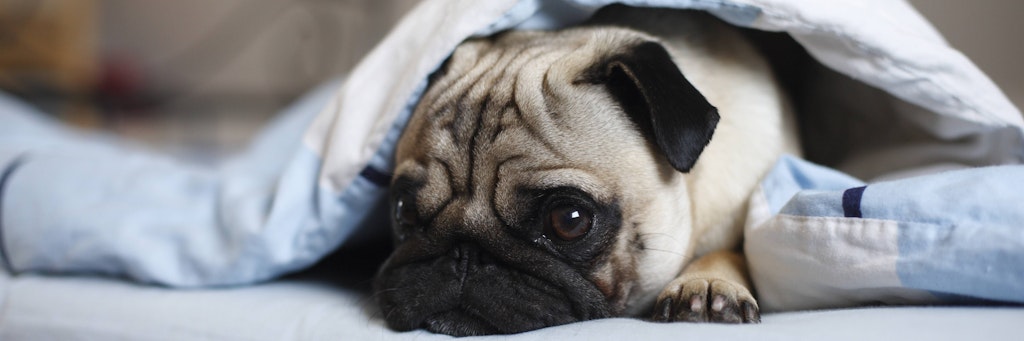 Für viele Hunde und Katzen ist die Silvesternacht eine Qual - sie haben Angst vor der Böllerei.