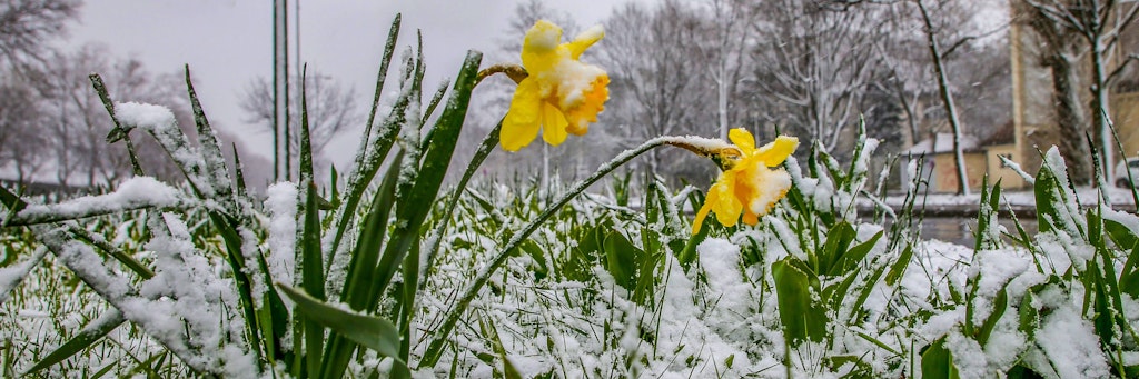 Der Frühling könnte 2021 früher kommen als gedacht.