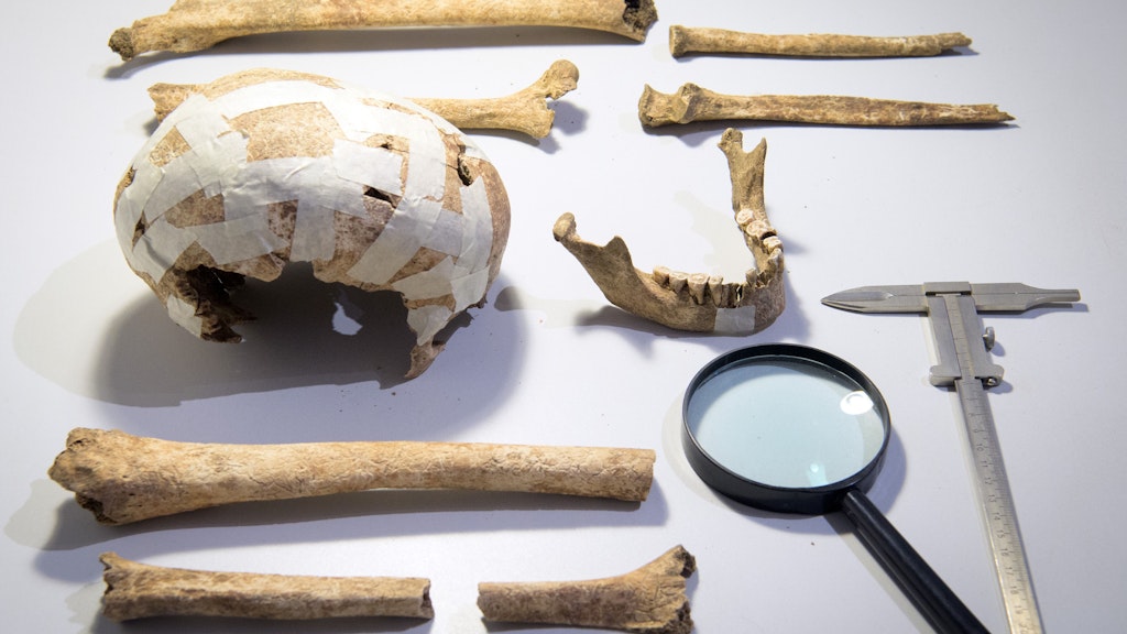 Einige der Knochen eines Skeletts liegen neben einer Lupe und einem Messschieber auf einem Tisch.