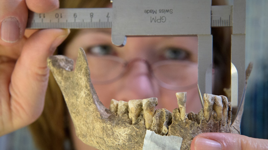 Die Anthroplogin Bettina Jungklaus untersucht den Unterkiefer eines Skeletts.