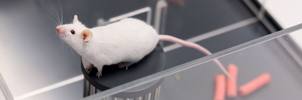 Für die Studie wurden Neurone des zuvor verletzten Sehnervs in ausgewachsenen Mäusen verjüngt (Symbolbild).
