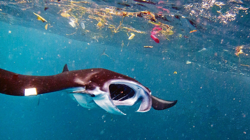 Der Plastikmüll in den Weltmeeren wird zunehmend auch zur Belastung von gefährdeten Tierarten wie Mantarochen und Walhaien. Die kleinen Teile gelangen in den Verdauungstrakt, wo sie teils nur schwer abbaubar sind.