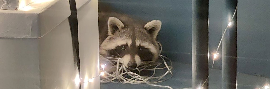 Ein Waschbär liegt in einem Modeladen in einer Ecke.