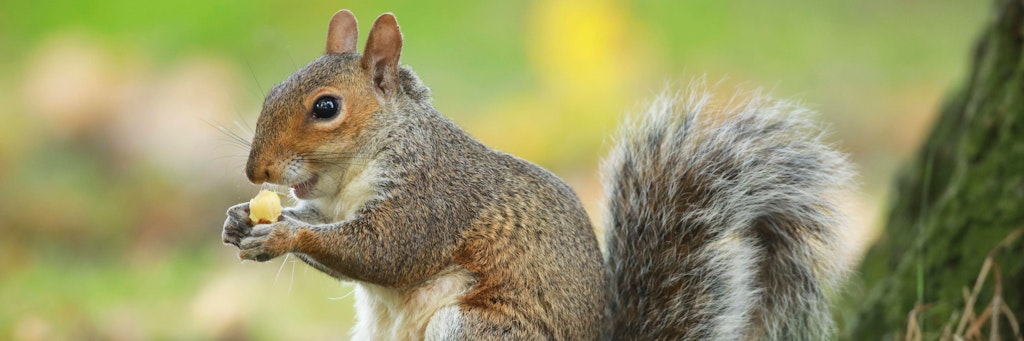 Mehrere Menschen wurden von Eichhörnchen angegriffen (Symbolbild).