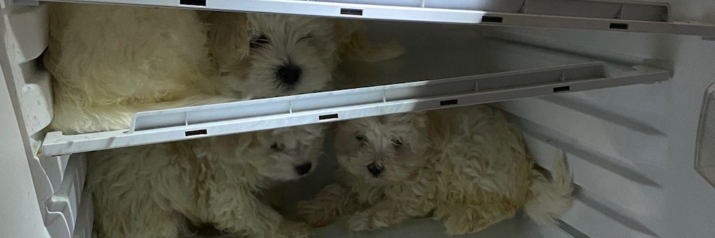 Dieses Bild der Hundewelpen veröffentlichte die Polizei nach der Rettung der Tiere.