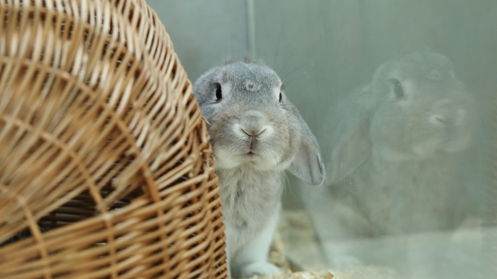 Immer mehr Kaninchen werden im Tierheim abgegeben.