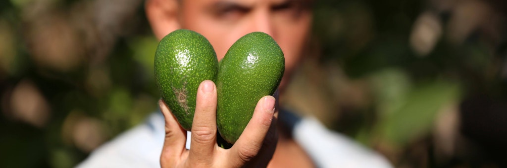 Ein Landwirt bei der Avocado-Ernte.
