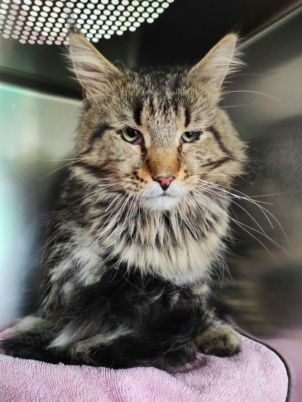 Wer setzt solche hübschen Kater in der Kälte aus?