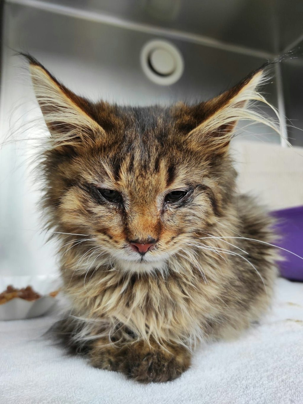 Völlig verwahrlost und halb erfroren: So kamen die Kater auf die Krankenstation.