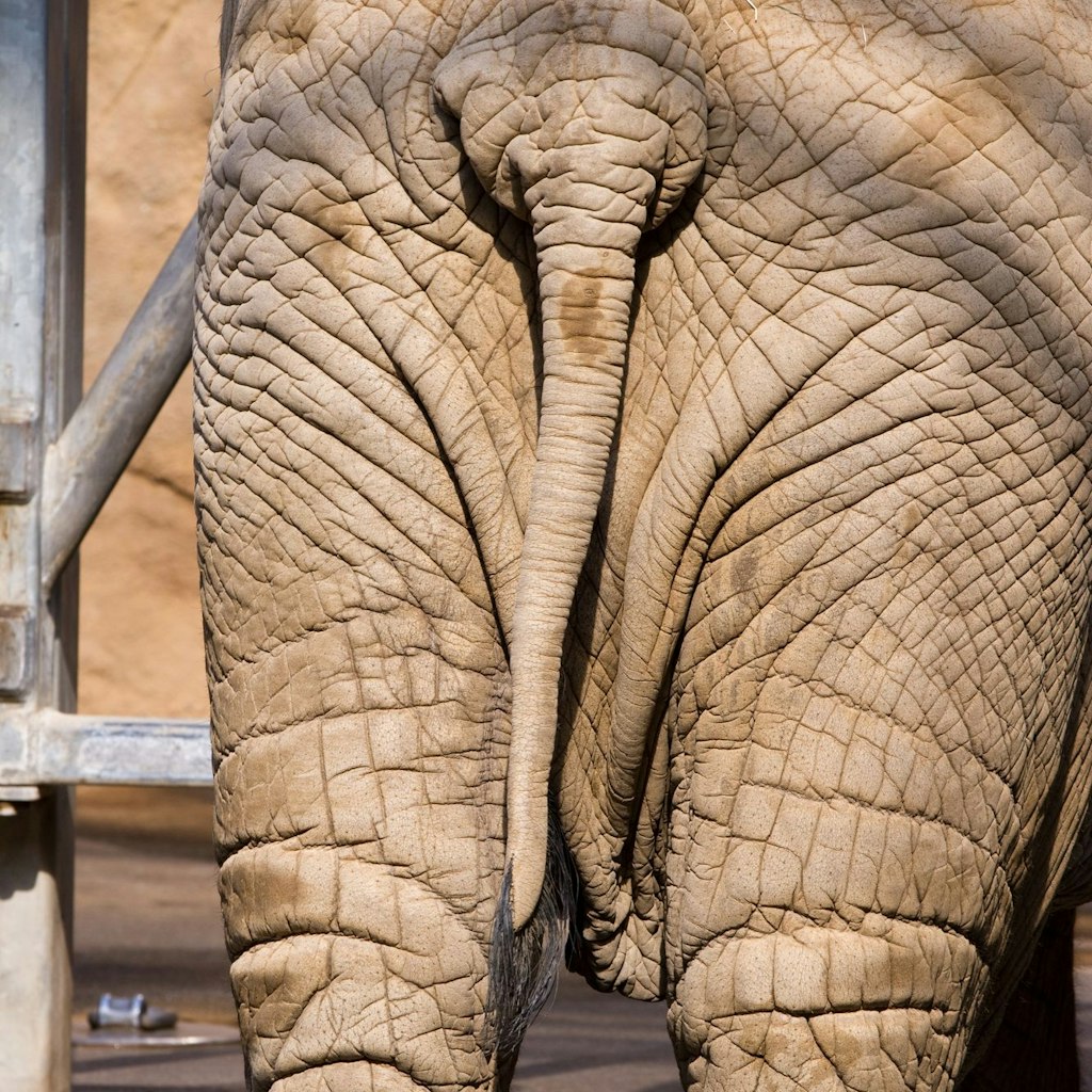 Geschäftstüchtig: Bis zu 16 Mal am Tag macht der Elefant seinen Haufen.