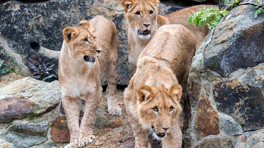 Die Löwen-Drillinge Hanna, Elsa und Mateo (v. li.) sind die neuen Könige der Tiere im Berliner Zoo. Die alte Löwin Amira werden sie nicht zu sehen bekommen.