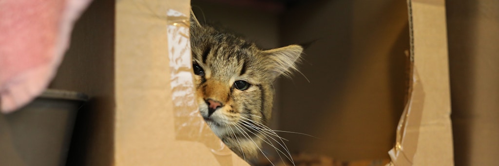 Inzwischen geht es den Katern im Tierheim ein kleines bisschen besser.
