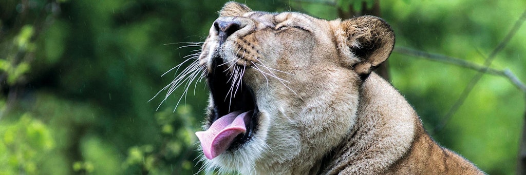 Ihr Brüllen kann man hören, zu sehen bekommt man sie nicht: Amira, die betagte Löwenkönigin aus dem Berliner Zoo.