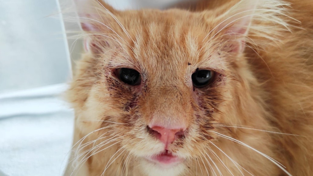 Die Kater litten unter schweren Augenentzündungen.