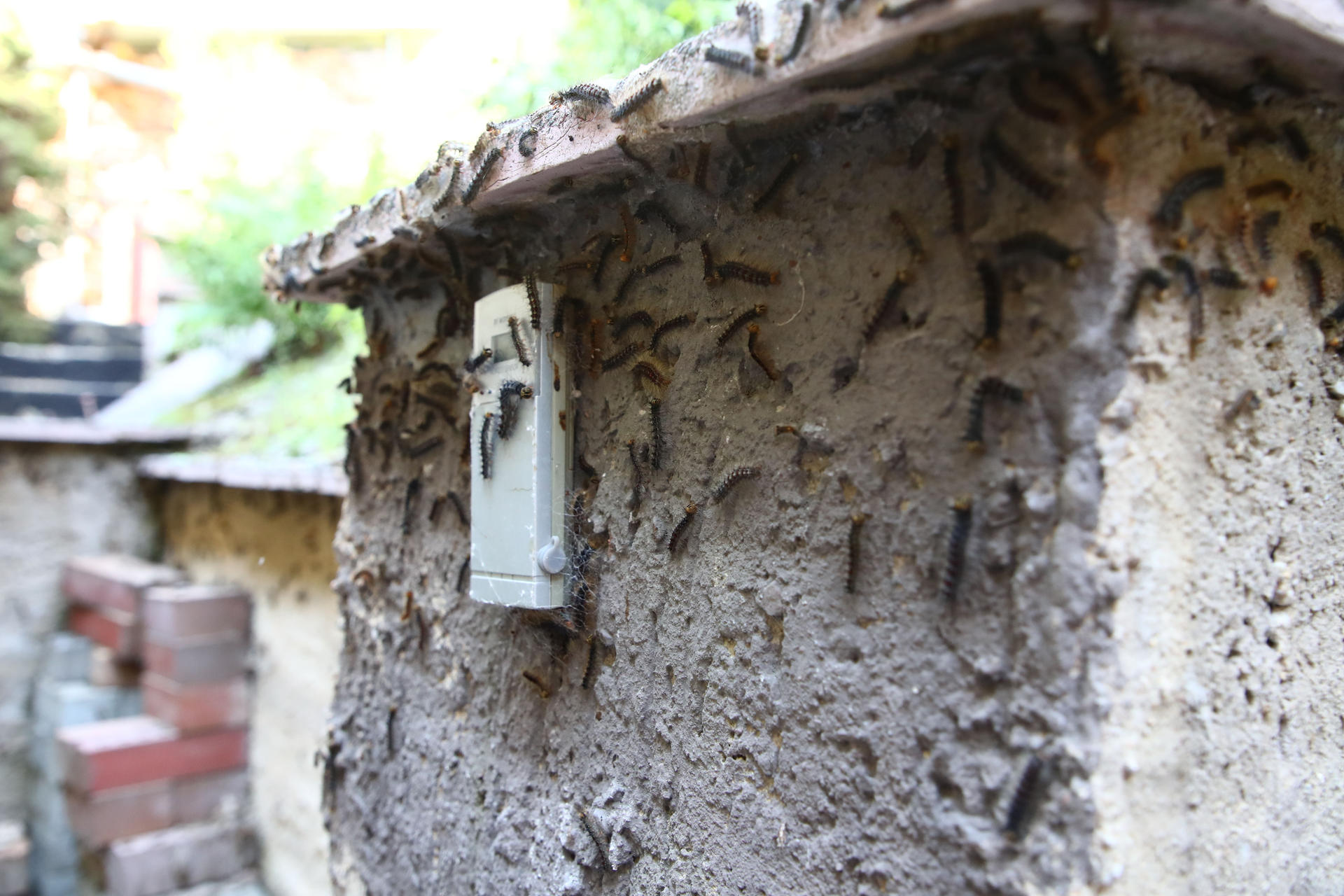 Image - Gefräßige Raupen: Massenvermehrung des Schwammspinners erwartet