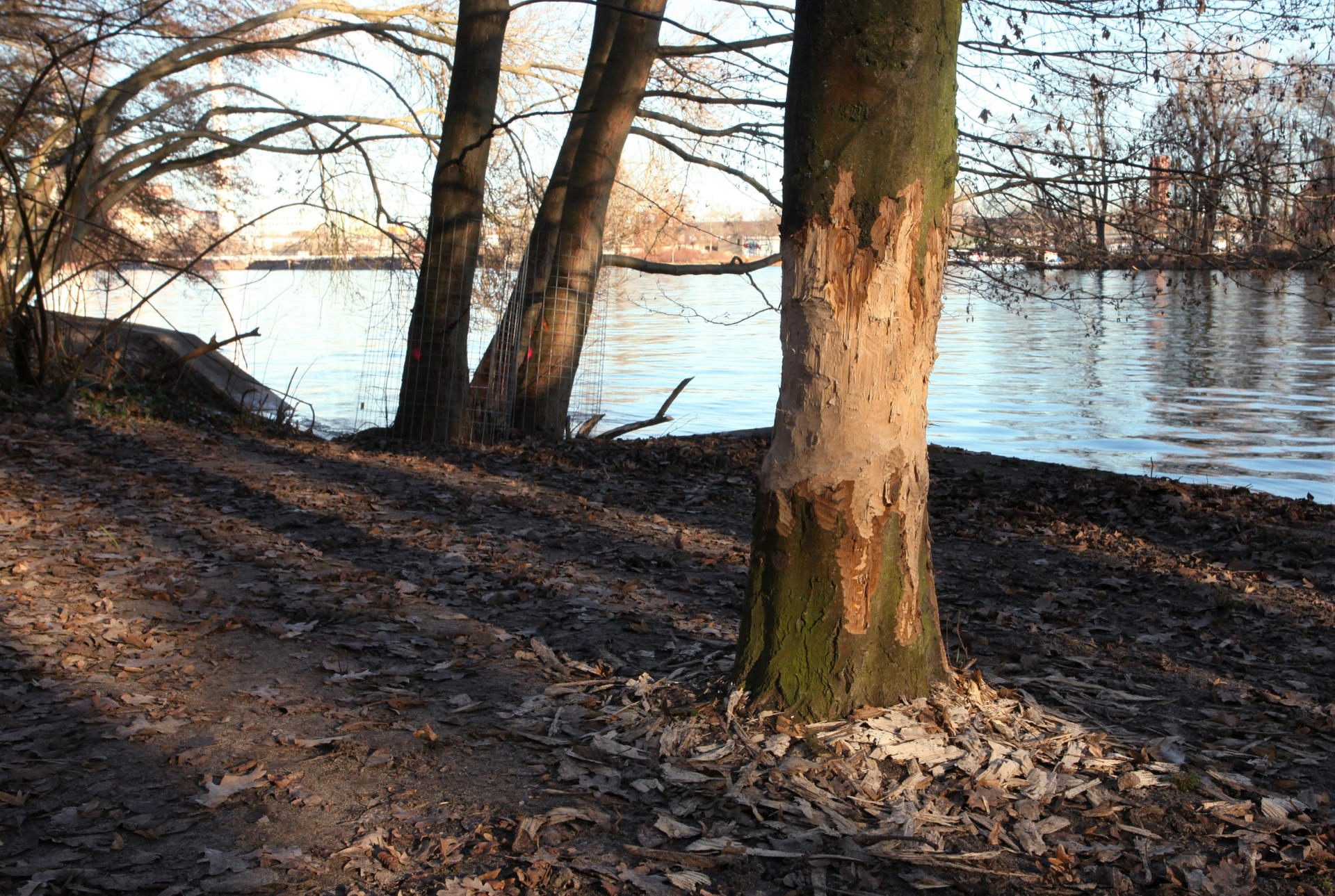Im Plänterwald in Treptow hat sich eine Biberfamilie häuslich eingerichtet.  