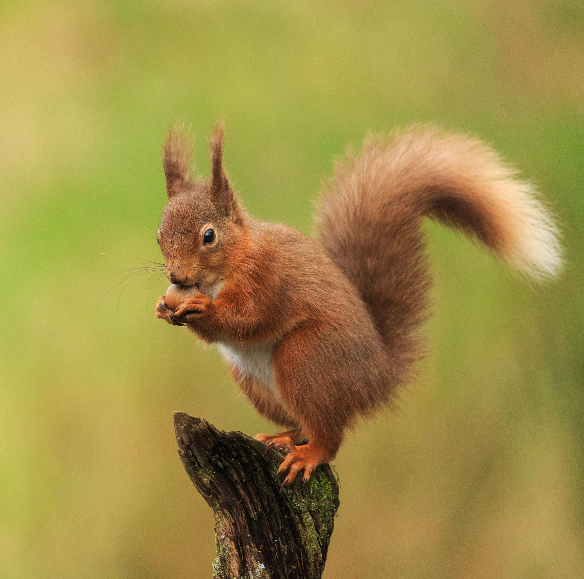 Image - Der Evolutionsbiologe Josef H. Reichholf erklärt: Warum sich Eichhörnchen in der Hauptstadt wohlfühlen