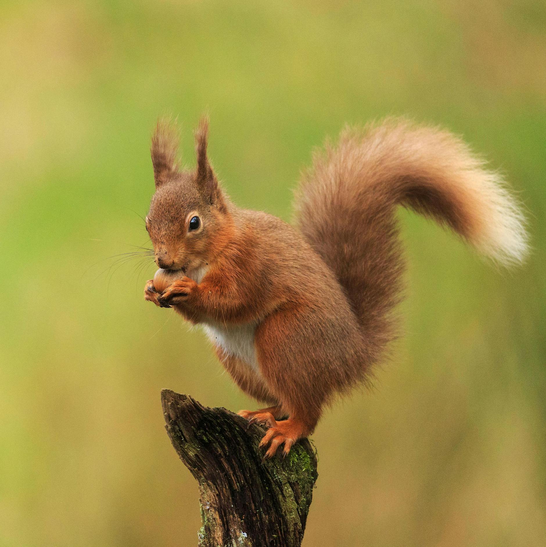 Der Evolutionsbiologe Josef H. Reichholf erklärt: Warum sich Eichhörnchen in der Hauptstadt wohlfühlen