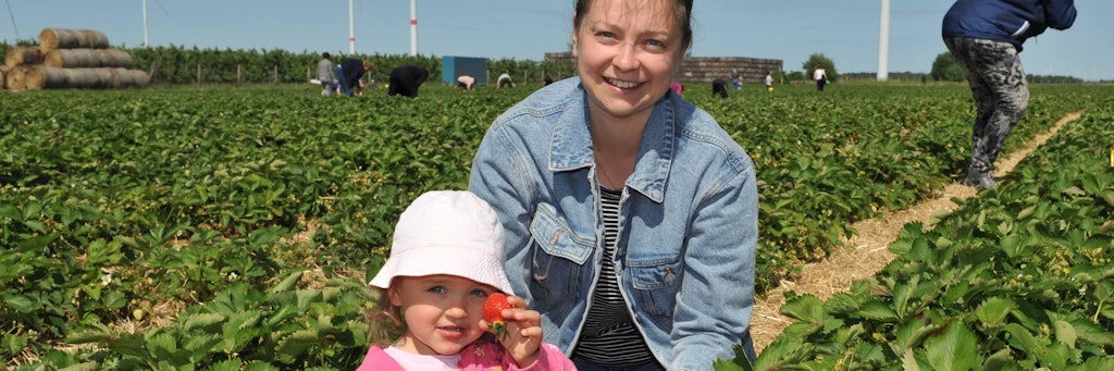 Katharina Brehm (31) und ihre Tochter Mirabella (2) aus Kaulsdorf genießen die Zeit auf dem Erdbeer-Acker.<br>