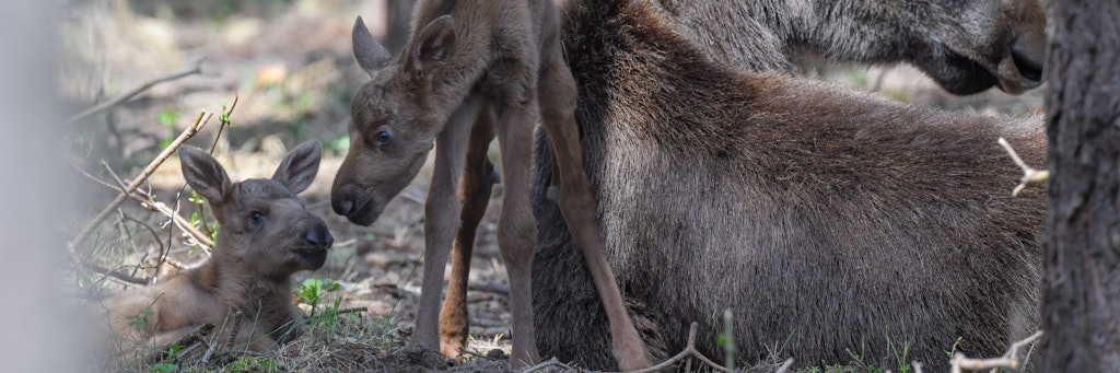 Der Wildpark Schorfheide trauert um seine Elch-Zwillinge. Die vor wenigen Wochen zur Welt gekommenen Tiere sind tot. 